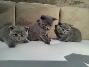 Pui British Shorthair