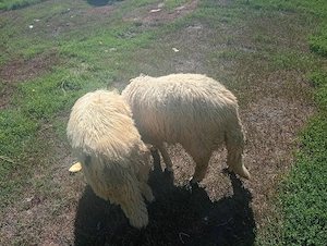 berbecuți de vanzare doi 