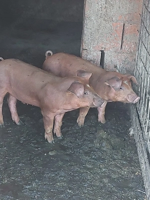 purcei duroc 