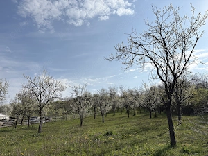 TEREN + CASĂ + LIVADĂ | 5200 mp ideal investietie sau locuinta - imagine 3