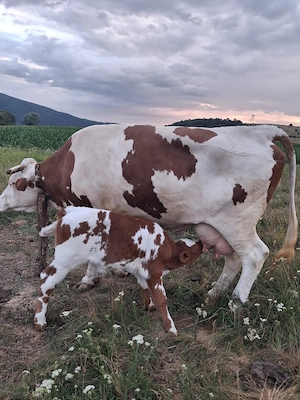 vand vaca cu vitea de 9 zile - imagine 3