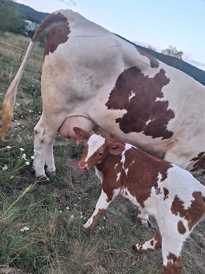 vand vaca cu vitea de 9 zile