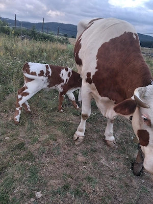 vand vaca cu vitea de 9 zile - imagine 4