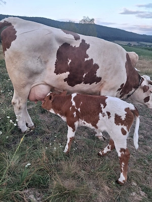 vand vaca cu vitea de 9 zile - imagine 2