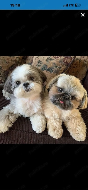 shih tzu Bichon isi cauta causta  - imagine 3