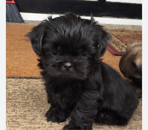 shih tzu Bichon isi cauta causta  - imagine 2
