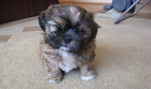 shih tzu Bichon isi cauta causta 