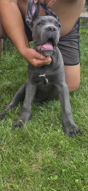 cane corso italiano