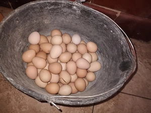 Vând pui si ouă de bibilică