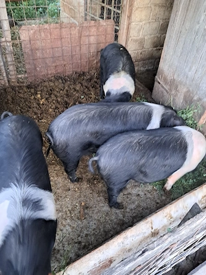 vand sau schimb 1 scroafa bazna cu 8 purcei si 4 grasune 70 80 kg - imagine 3