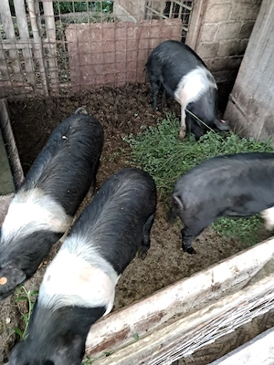 vand sau schimb 1 scroafa bazna cu 8 purcei si 4 grasune 70 80 kg - imagine 2