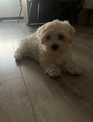 Bichon Maltese Mini - imagine 2