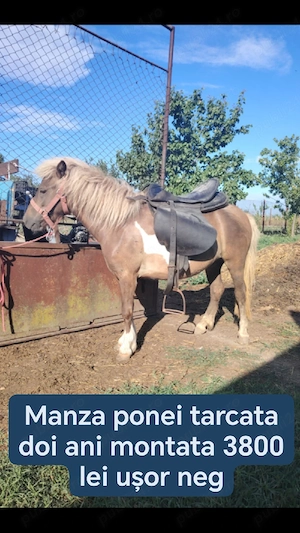 Vand diferiți ponei  - imagine 2