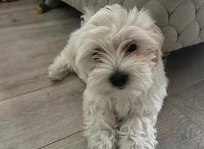 Bichon Maltese Mini - imagine 5