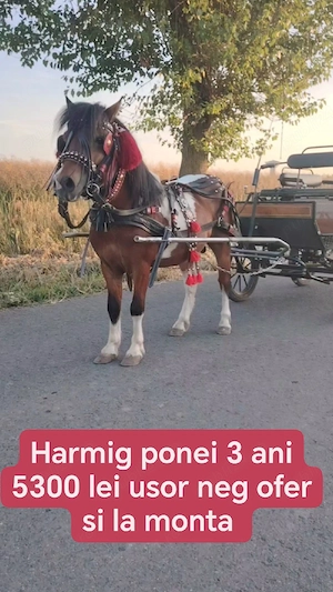 Vand diferiți ponei  - imagine 3