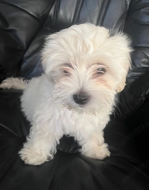 Bichon Maltese Mini - imagine 3