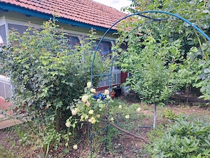 Proprietar Casa 4 cam.de vanzare cu teren gradina vita-de-vie și garaj  aproape de Bucuresti