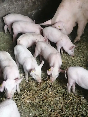 porci de vanzare 400 lei bucata