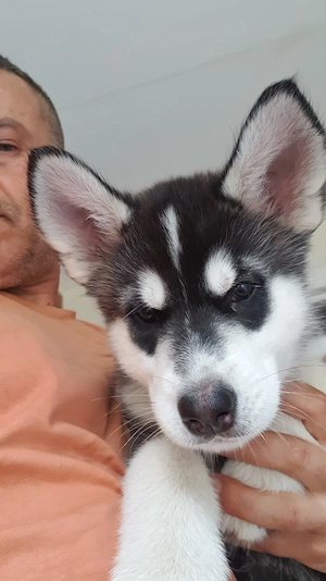 puiuti husky - imagine 3
