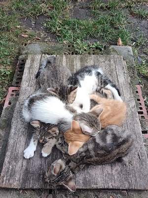Pisici spre adopție 