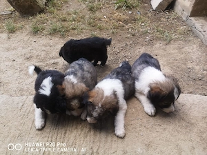 Catei Border Coile 