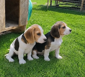 Beagle tricolor