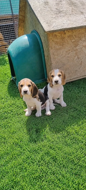 Beagle tricolor - imagine 2