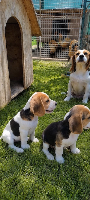 Beagle tricolor - imagine 3