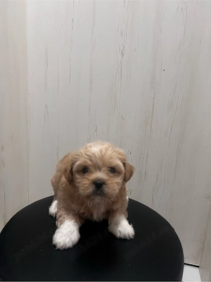 Shih tuz 2.5 luni  - imagine 2