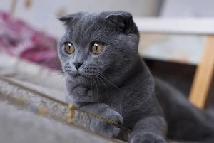 Scottish Fold Gratis 