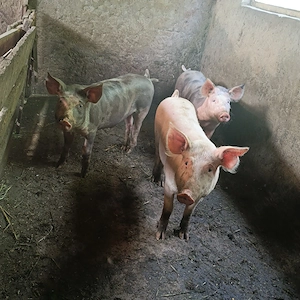 porci de vânzare  - imagine 3