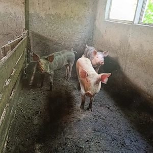 porci de vânzare  - imagine 2