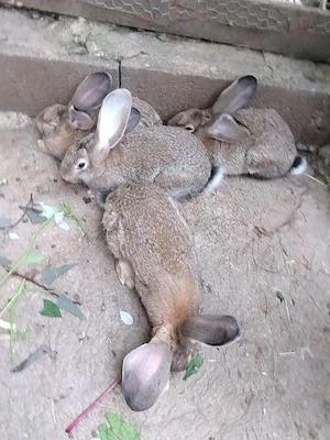 Vand iepuri de casa - imagine 2