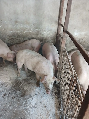 Vând porci mici și mari de carne  - imagine 2