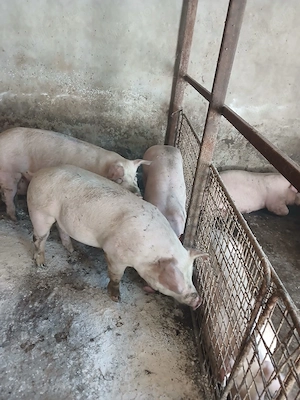 Vând porci mici și mari de carne  - imagine 4