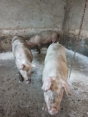 Vând porci mici și mari de carne  - imagine 3