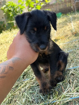 Mascul Jagdterrier jagd terrier - imagine 4