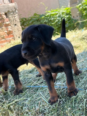 Mascul Jagdterrier jagd terrier - imagine 3