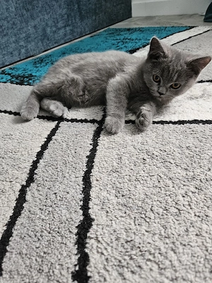 British Shorthair 