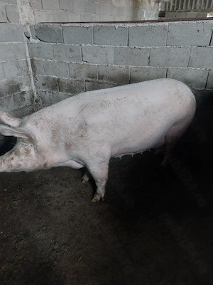Scroafă de Carne la 300 Kg  - imagine 2