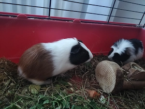 Donez porcusori de guineea