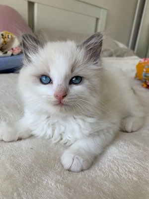 Ragdoll lynx point - imagine 2