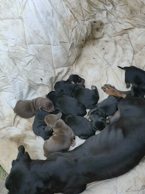 Familie de catei teckel 