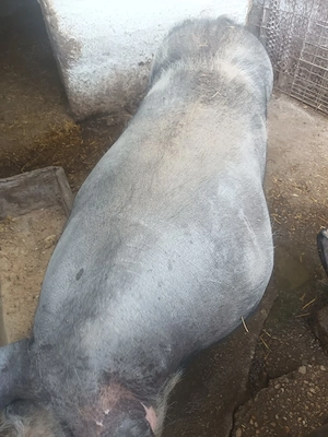 Porc mare de vanzare  - imagine 2