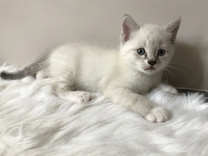 British Shorthair 