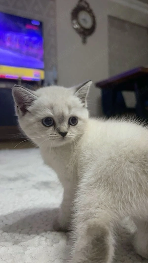 British Shorthair color point  - imagine 3