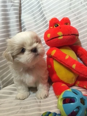 Shih Tzu superbi  - imagine 2