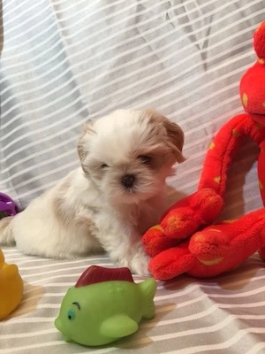 Shih Tzu superbi  - imagine 3