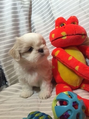 Shih Tzu superbi 