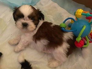 Shih Tzu puiuti  - imagine 2